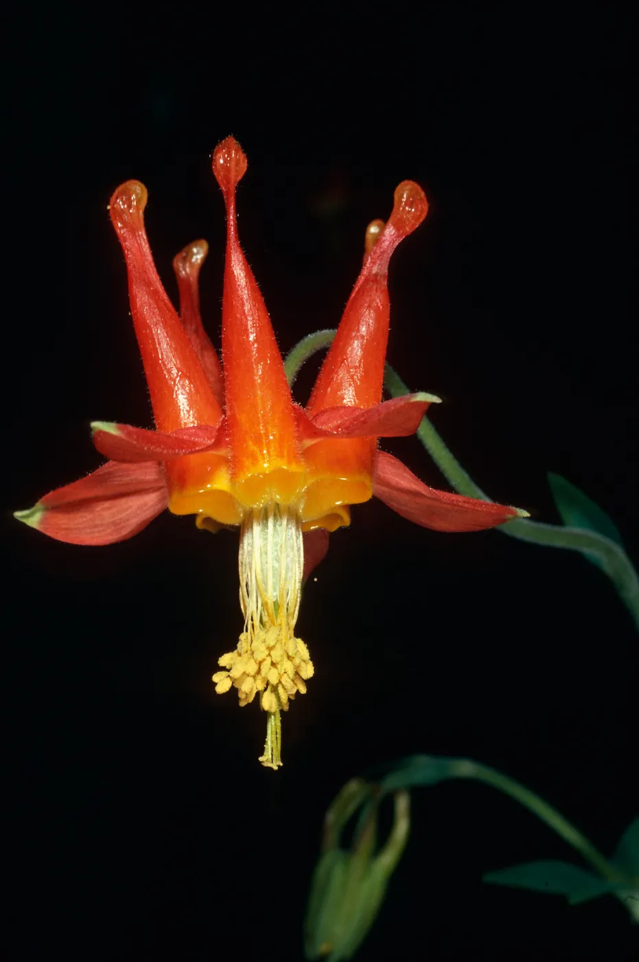 Aquilegia, SBBG