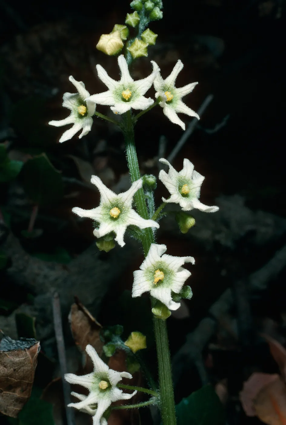 Marah, Santa Barbara Botanic Garden