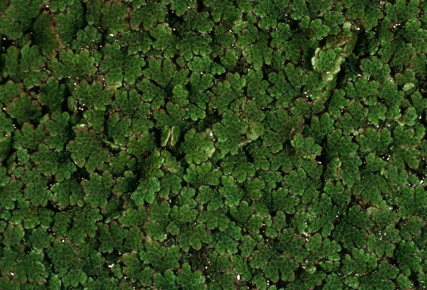 Azolla, pond, Santa Barbara Botanic Garden