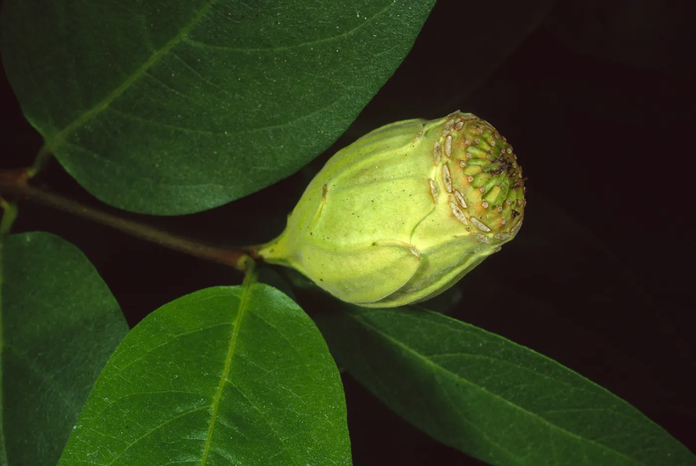 Calycanthus occidentalis, Santa Barbara Botanic Garden