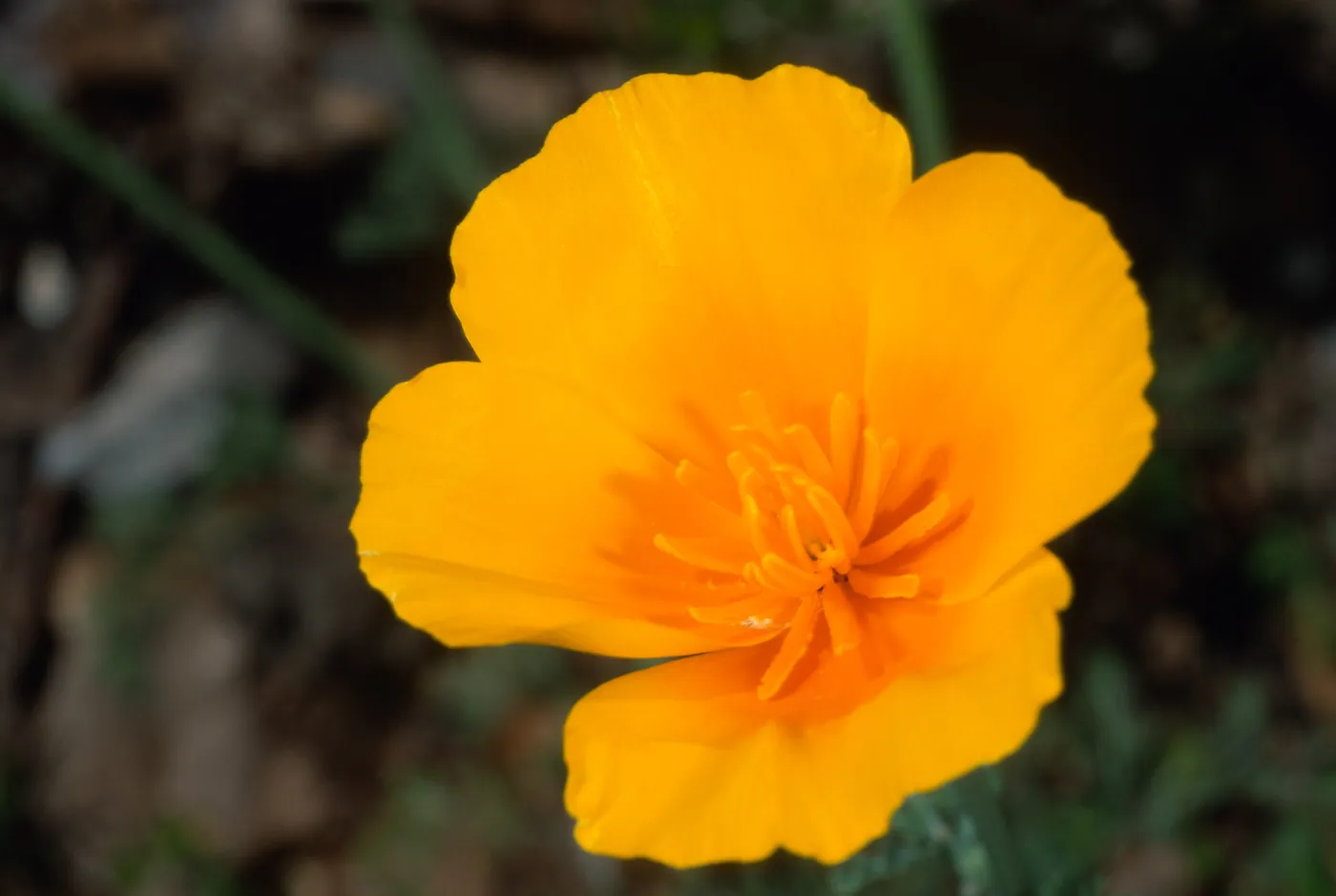 Eschscholzia californica, Santa Barbara Botanic Garden