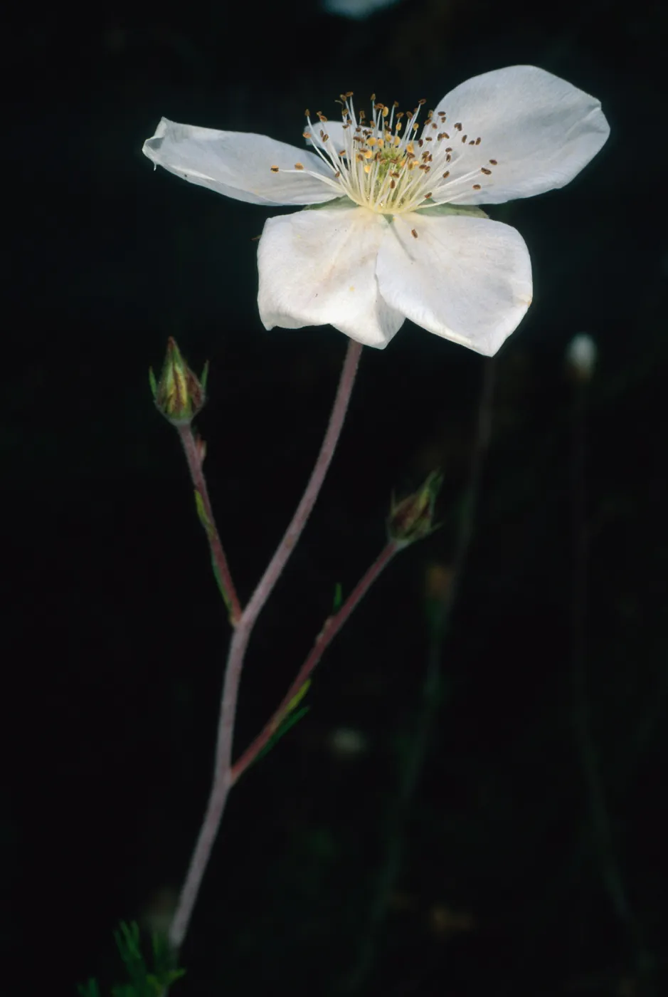 Fallugia paradoxa, Santa Barbara Botanic Garden