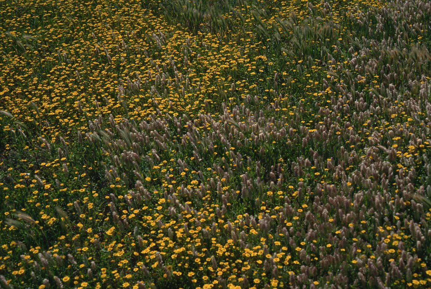 Lasthenia, Lamarckia, Fraser Point, Santa Cruz Island