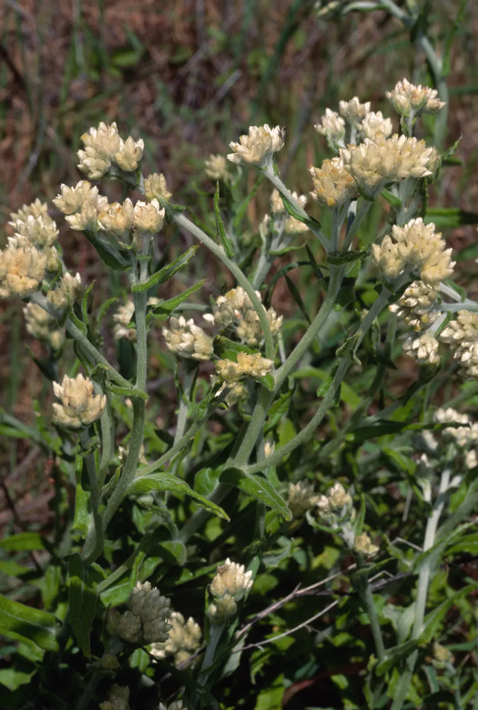 Gnaphalium bicolor, Tunnel Road, Santa Barbara County