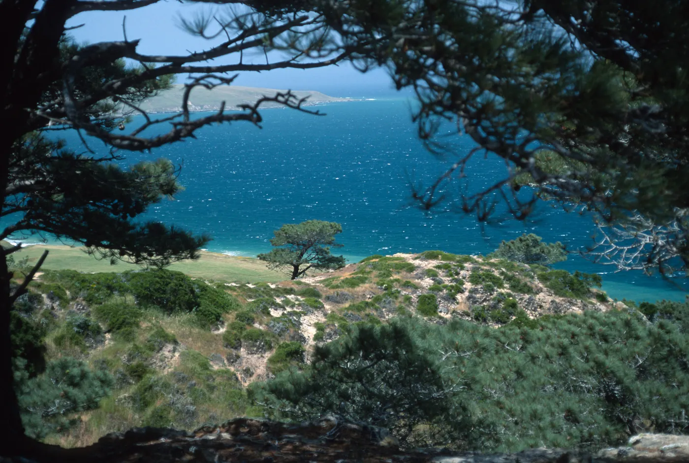 Torrey Pines, Santa Rosa Island