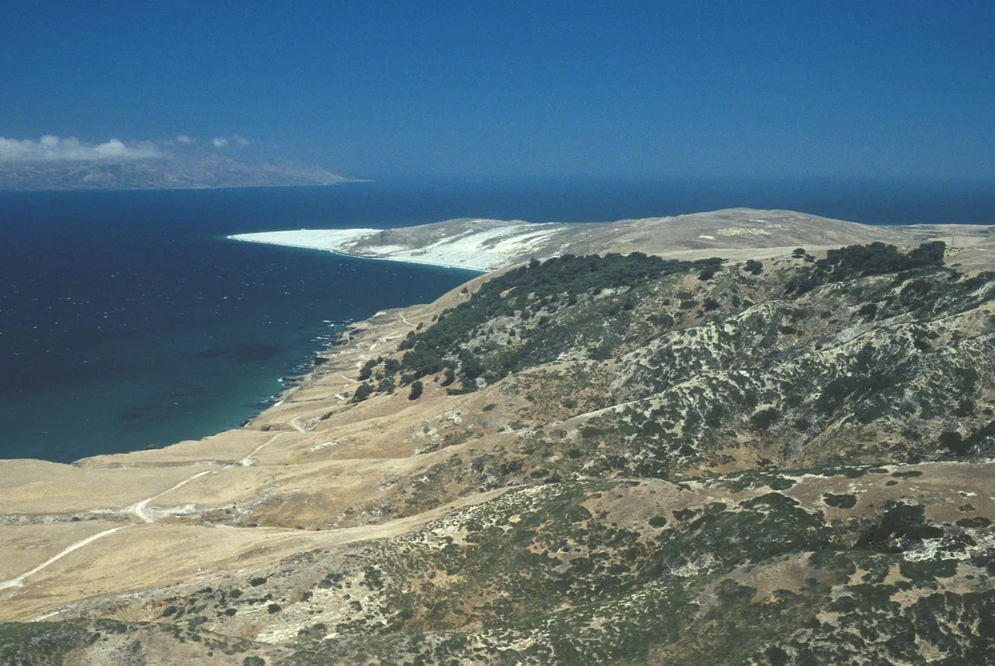 Torrey Pines, Skunk Point, Santa Rosa Island