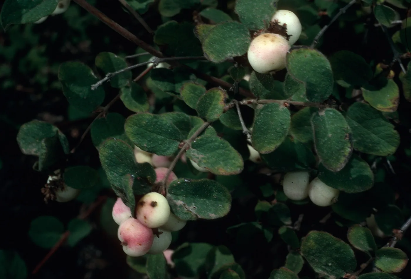 Symphoricarpos mollis, Portezuela grade, Santa Cruz Island