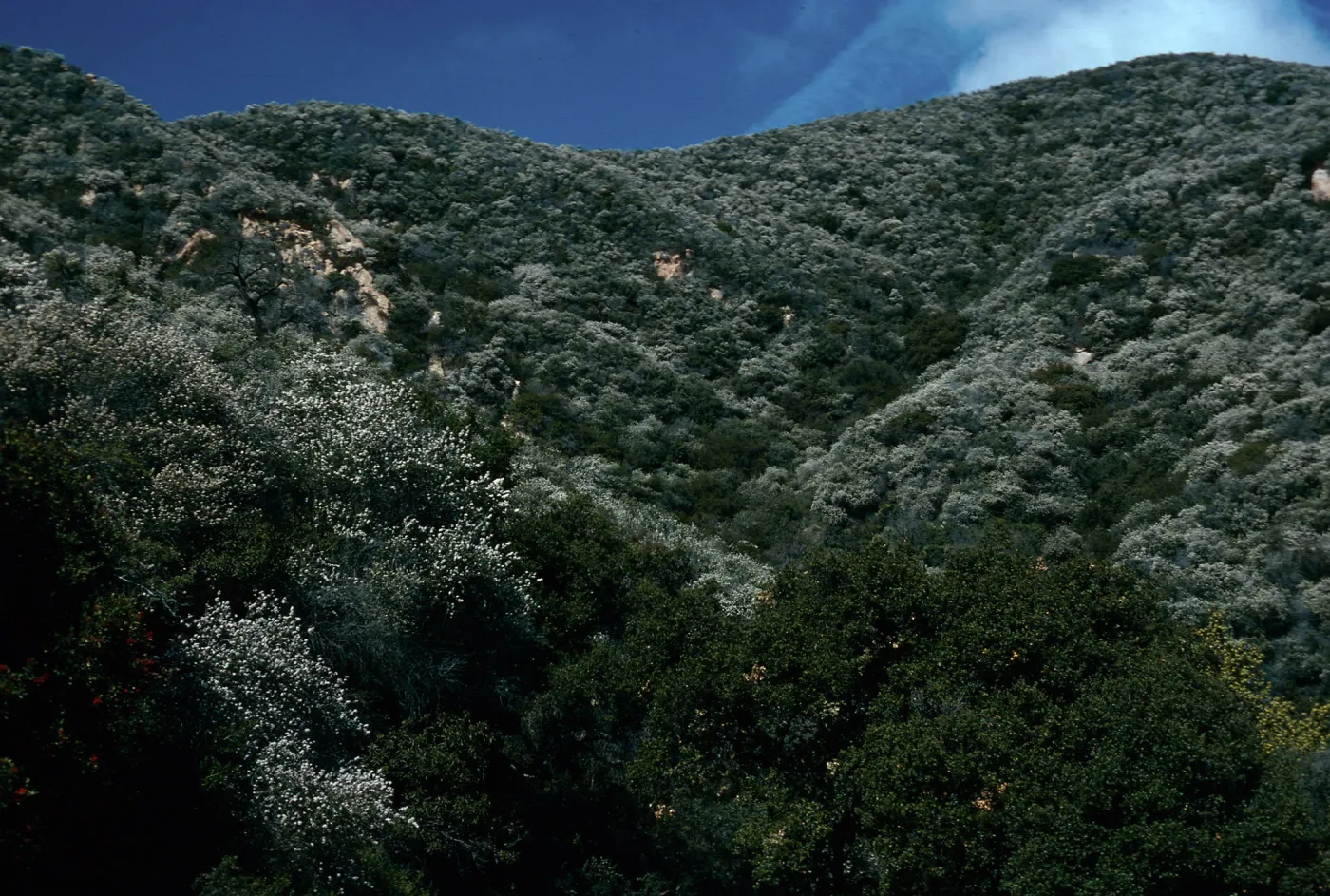 Ceanothus megacarpus, Tunnel Road, Santa Barbara County