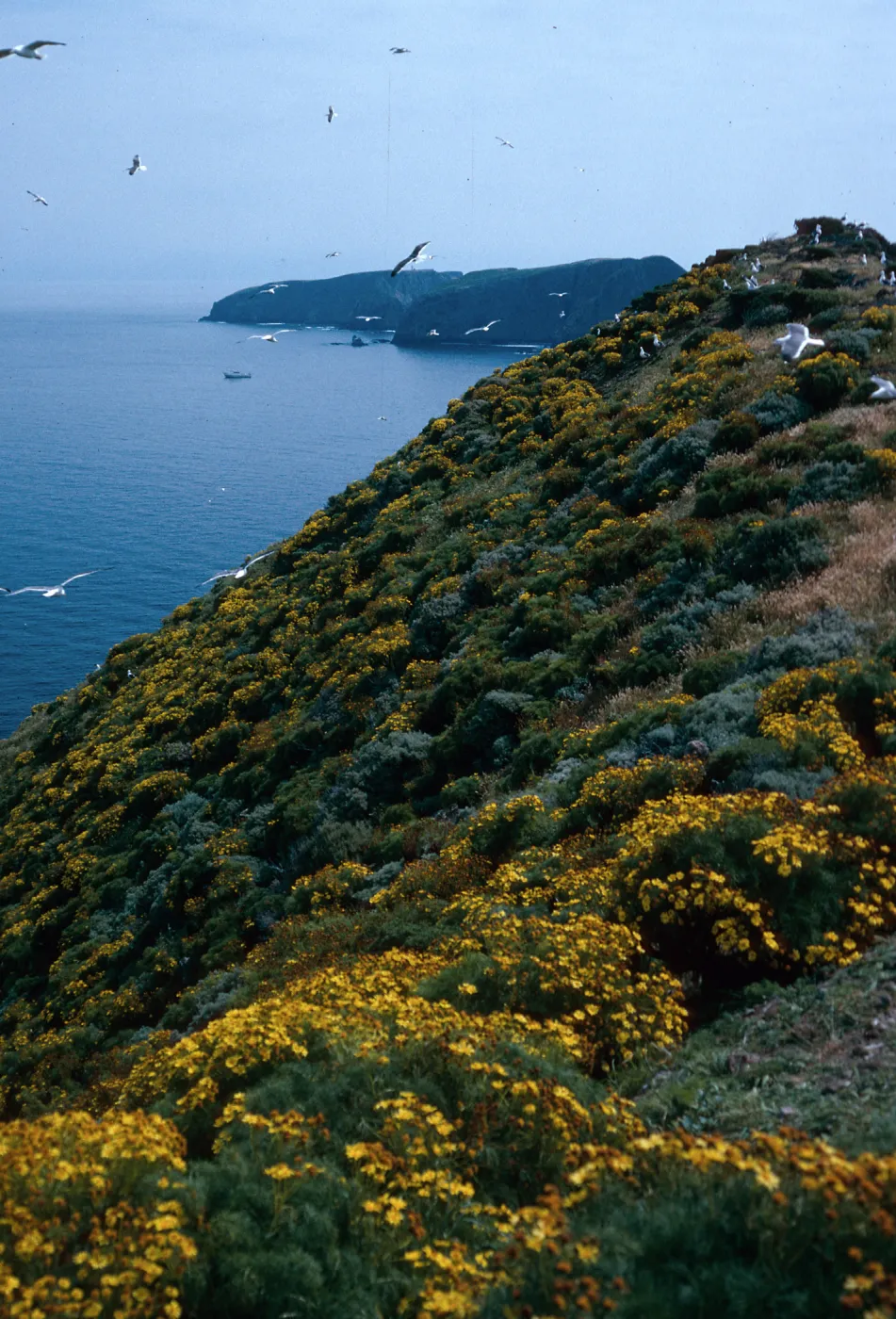 Coreopsis on North side, looking East from near West end, Middle Anacapa Island