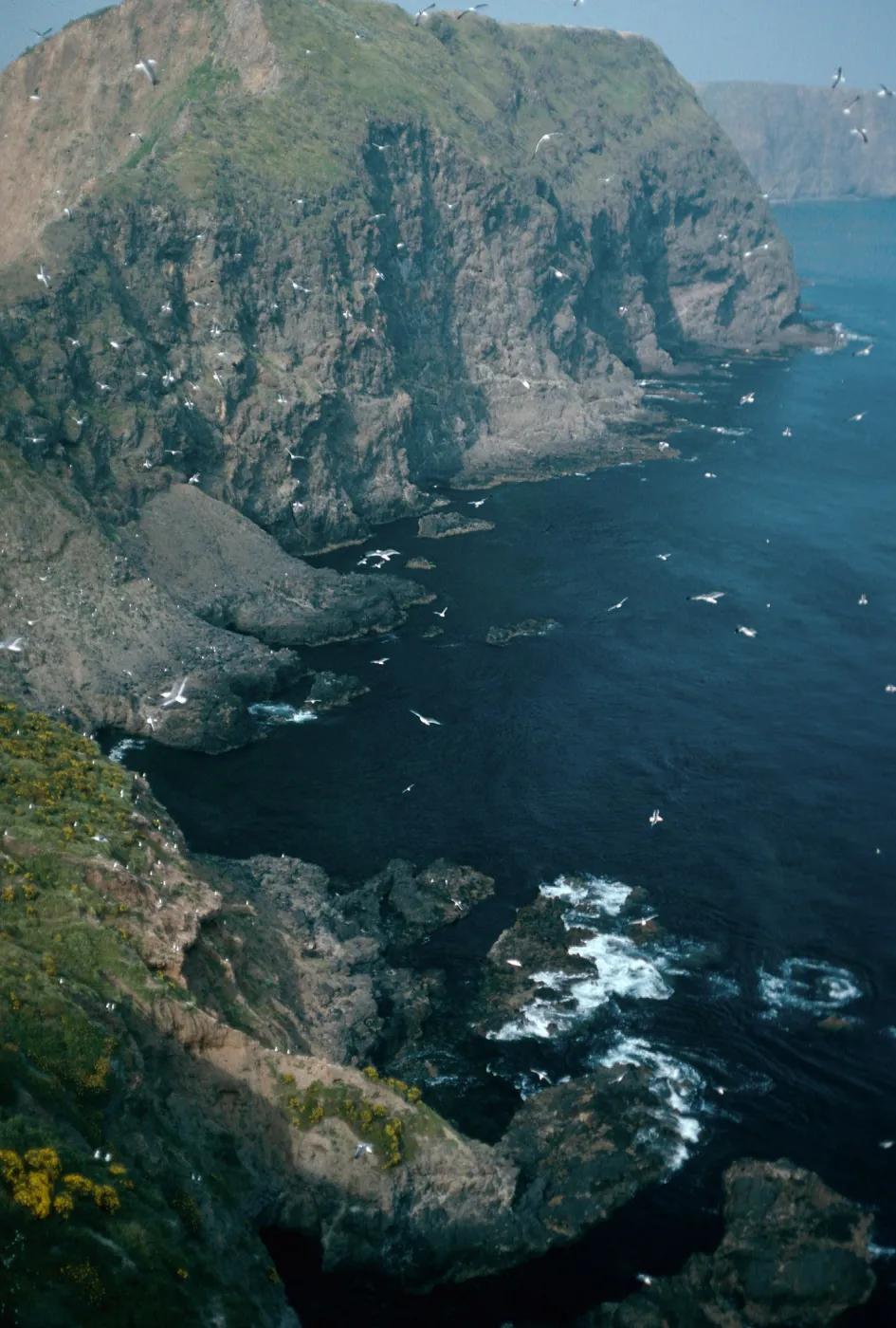 overlooking East Fish Camp, Middle Anacapa Island