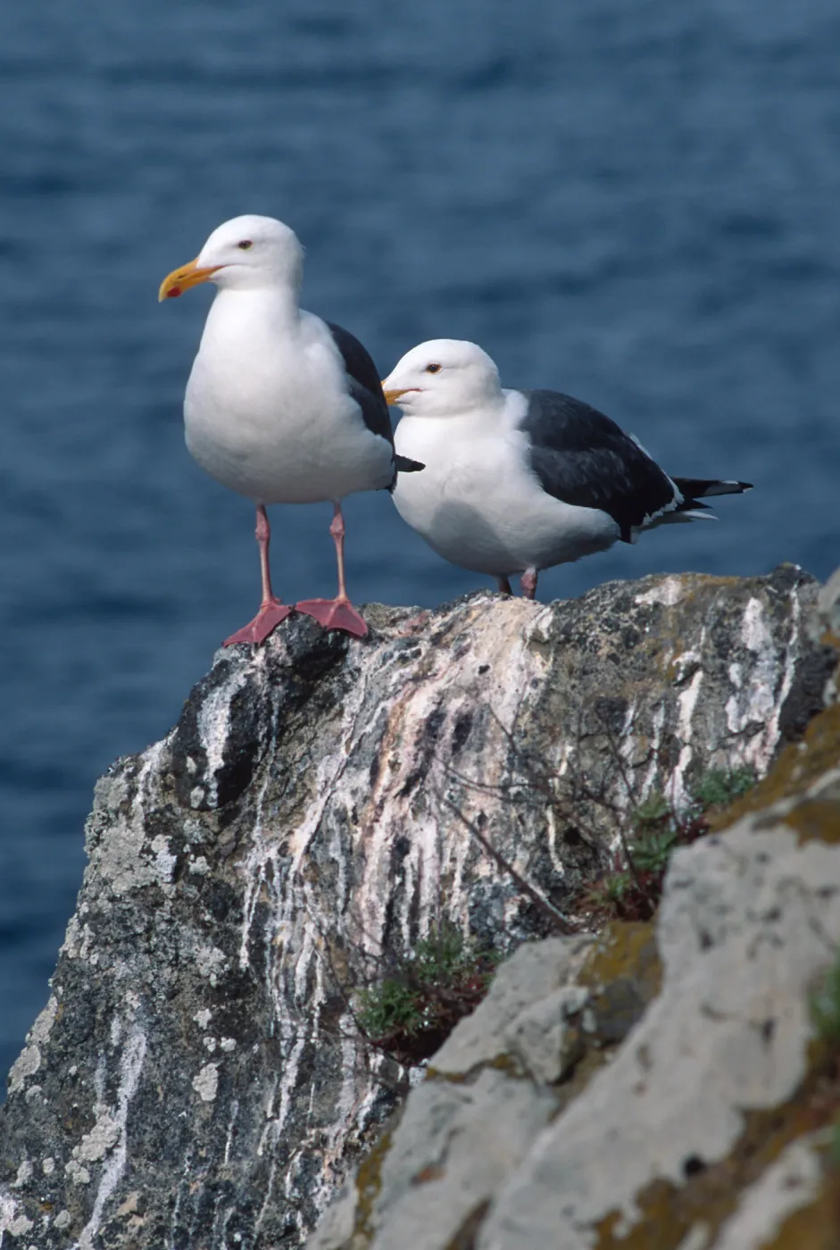 Western Gulls, Rat Rock, West Anacapa Island