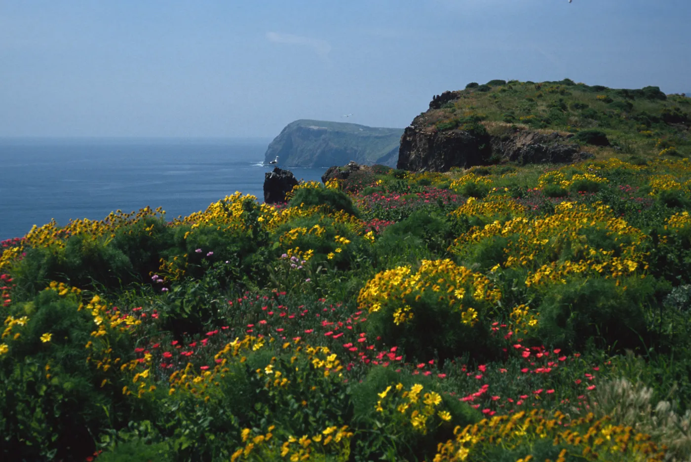 Coreopsis, Malephora, Southeast end, East Anacapa Island