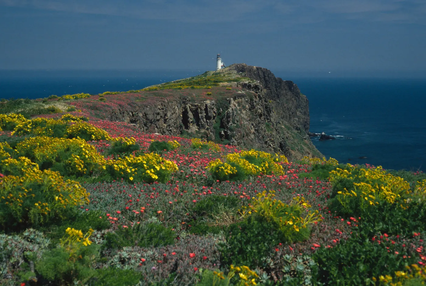 Coreopsis, Malephora, lighthouse, Southeast end, East Anacapa Island