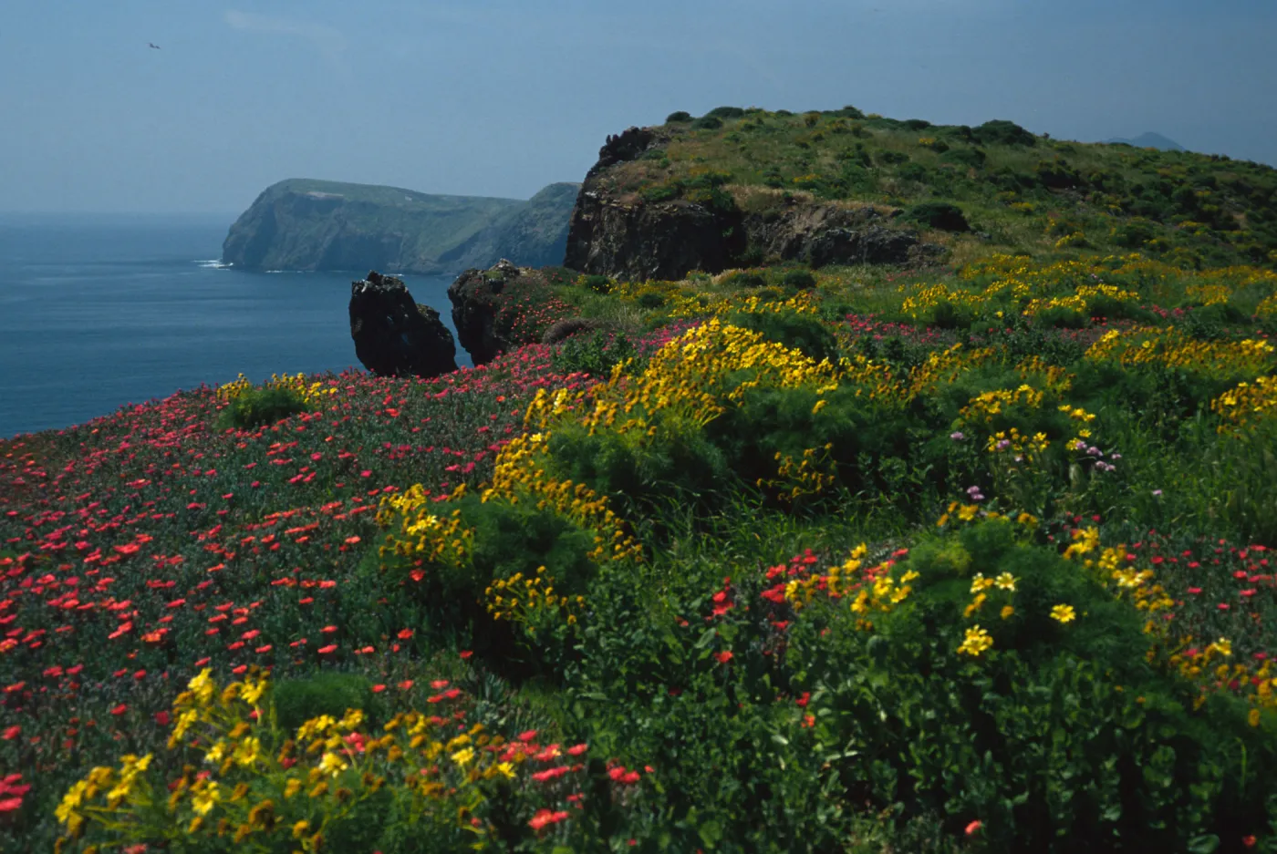 Coreopsis, Malephora, Southeast end, East Anacapa Island