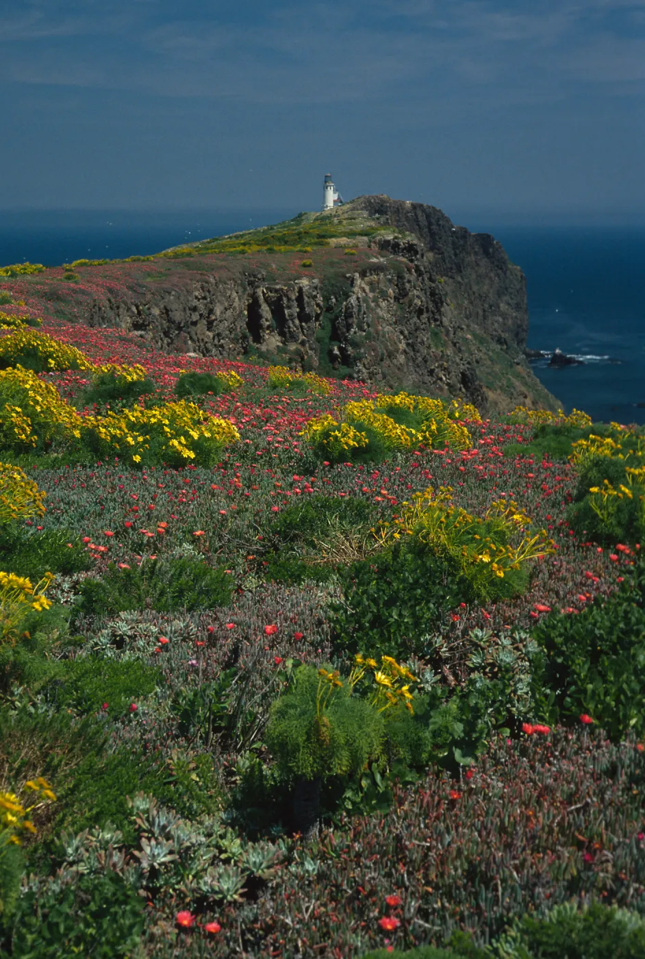 Coreopsis, Malephora, lighthouse, Southeast end, East Anacapa Island