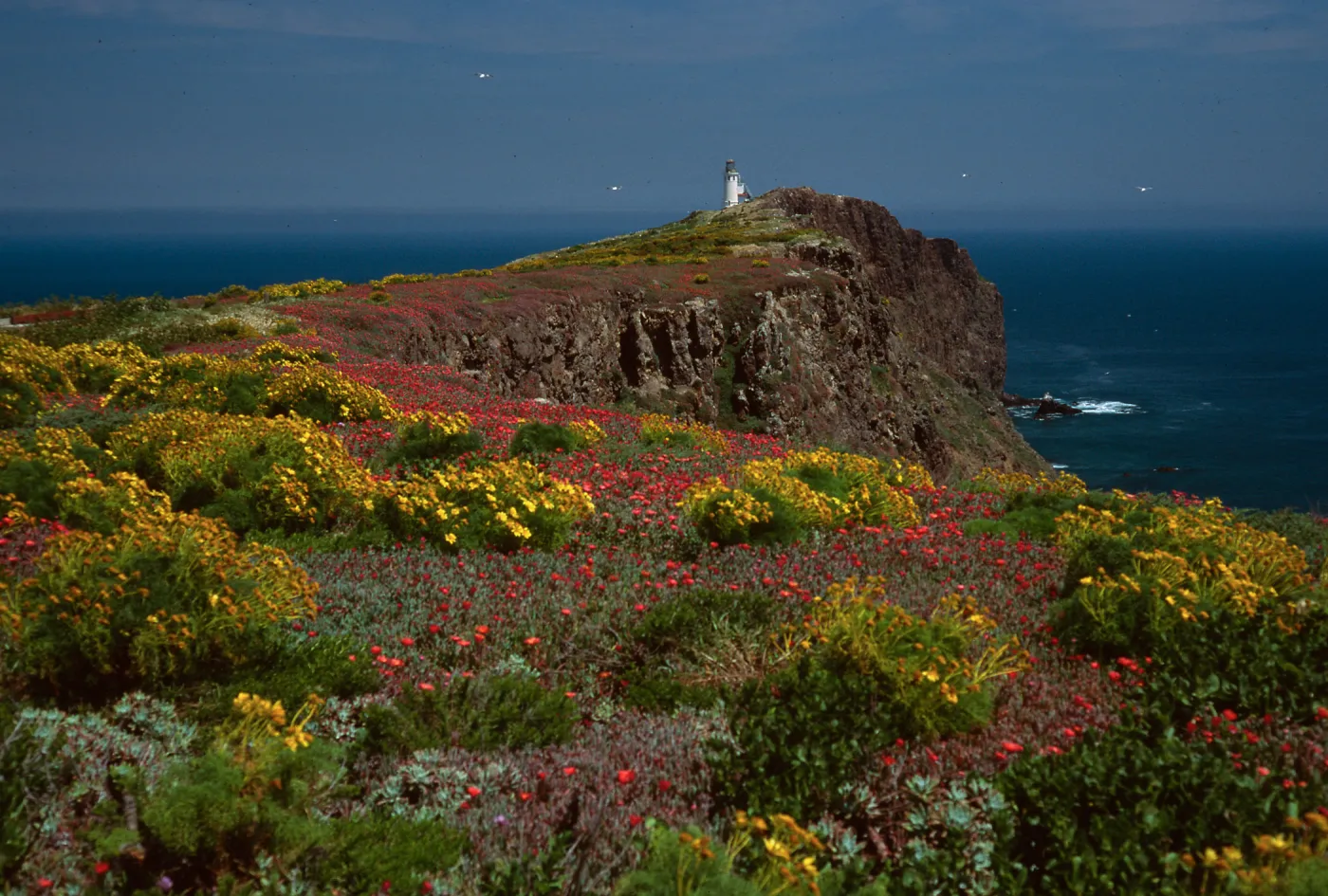 view of lighthouse, Coreopsis, Malephora, East Anacapa Island