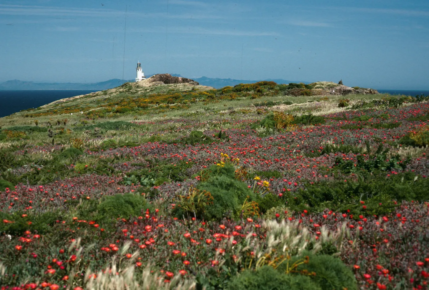 terrace w/Malephora, East Anacapa Island