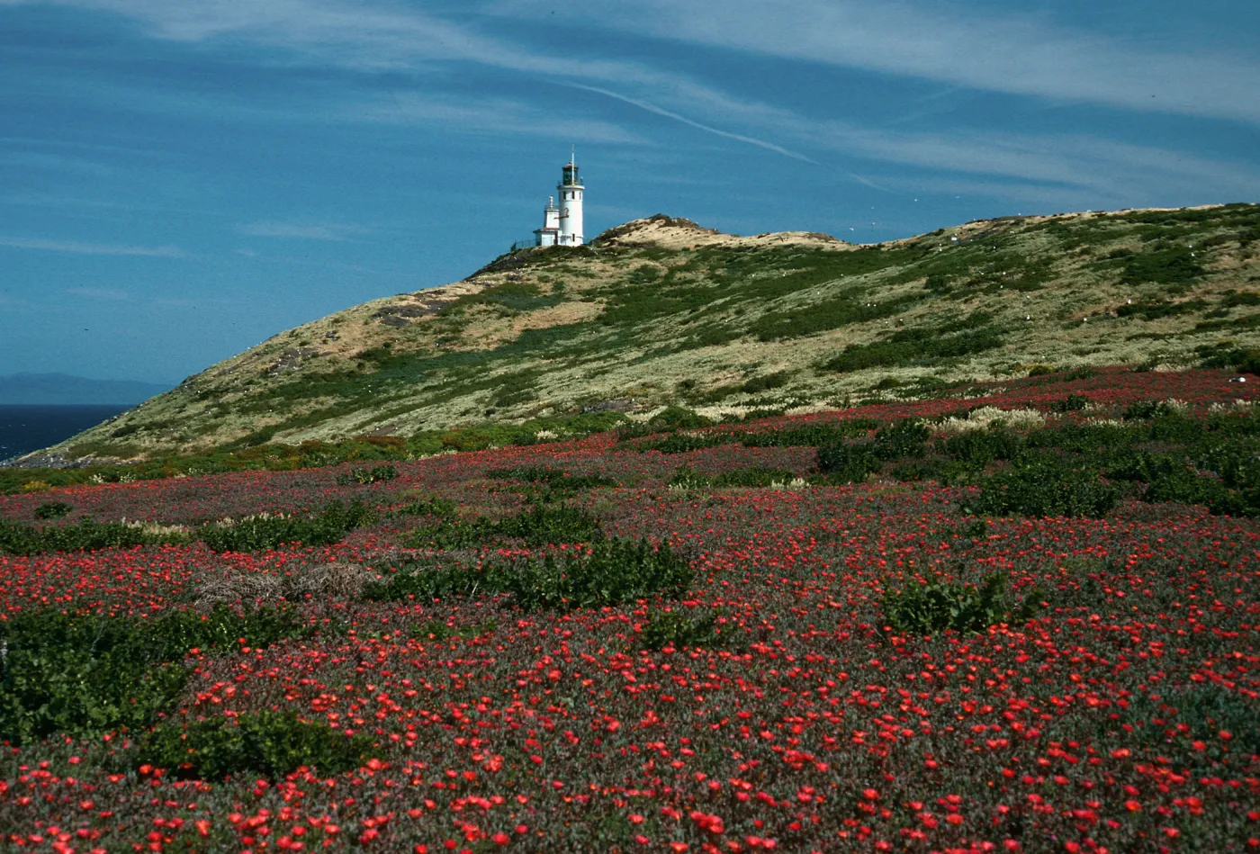 Malephora crocea, lighthouse, East Anacapa Island