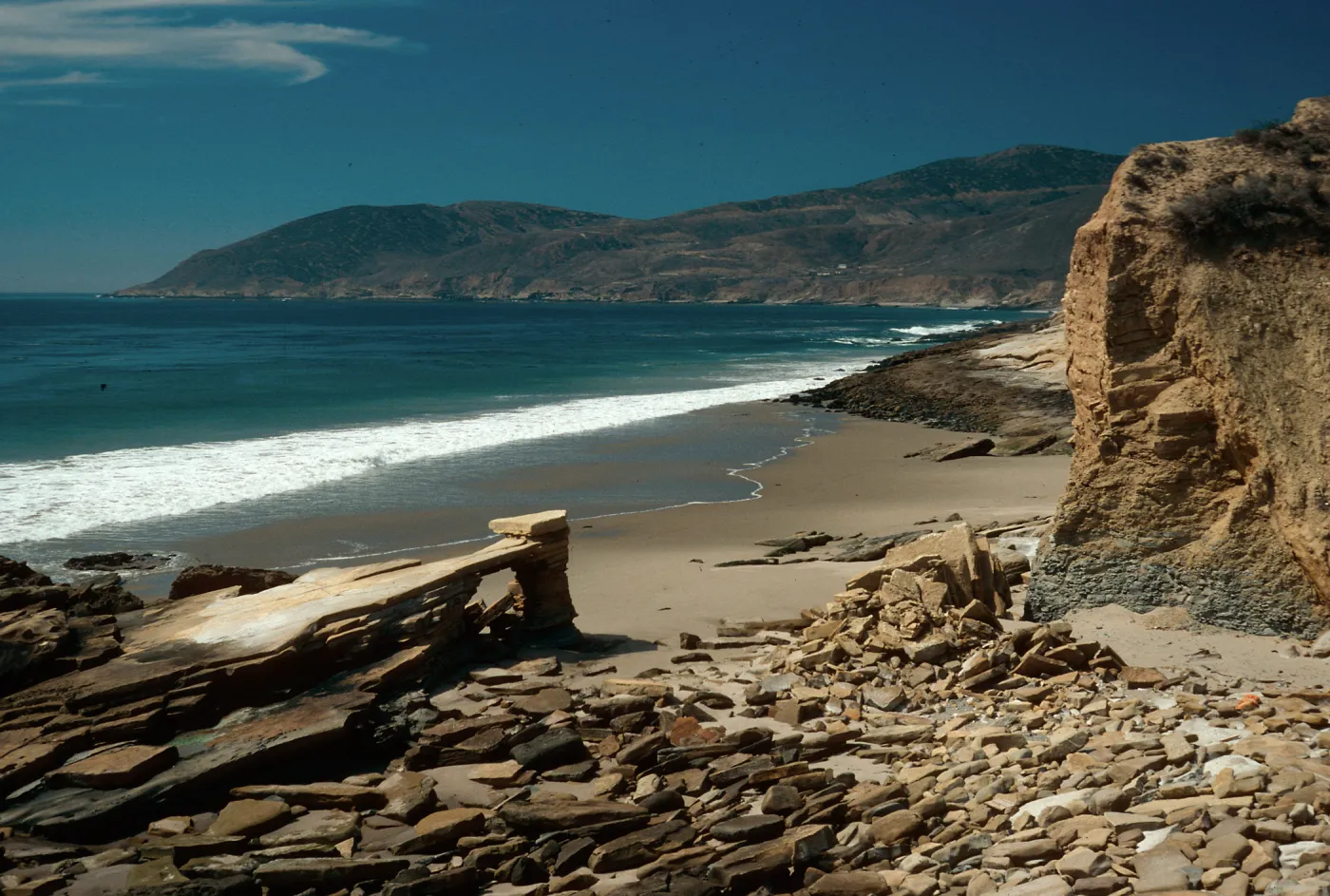 Opuntia prolifera site, 1st canyon West of Jolla Vieja, Santa Rosa Island