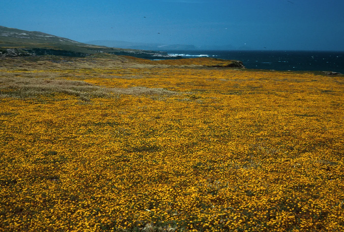 Lasthenia, West of Garanon Canyon,Santa Rosa Island