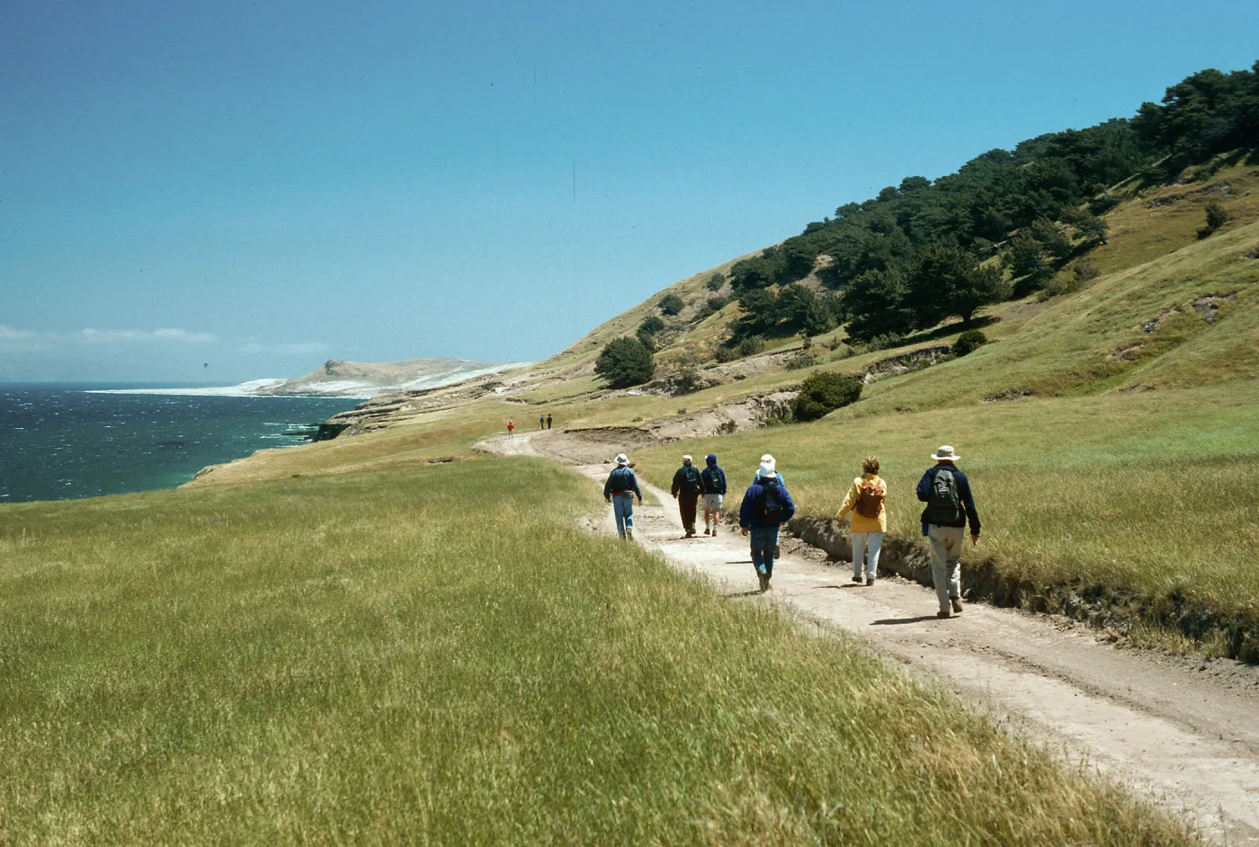 road near Torrey Pines, Santa Rosa Island