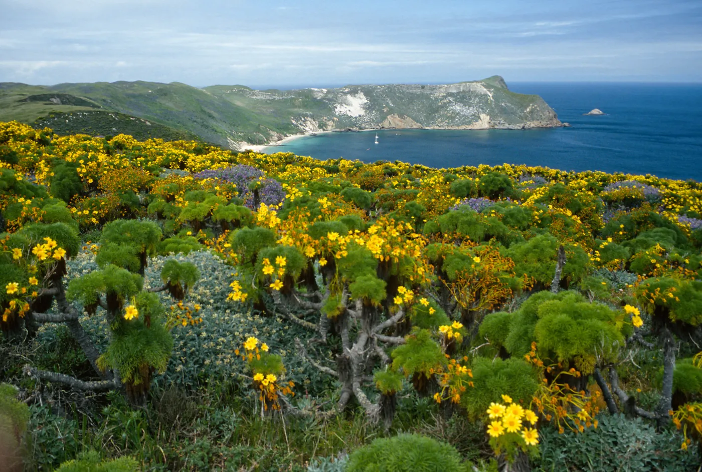 Coreopsis, Lupinus, Astragalus, from Cabrillo Monument, San Miguel Island