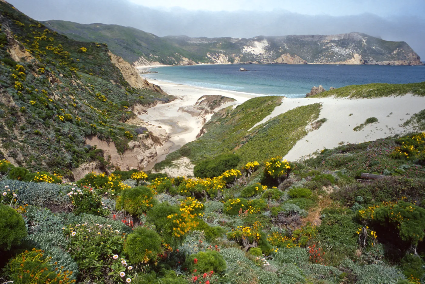 Castilleja, Coreopsis, Erigeron, mouth of Cañon Del Mar, San Miguel Island
