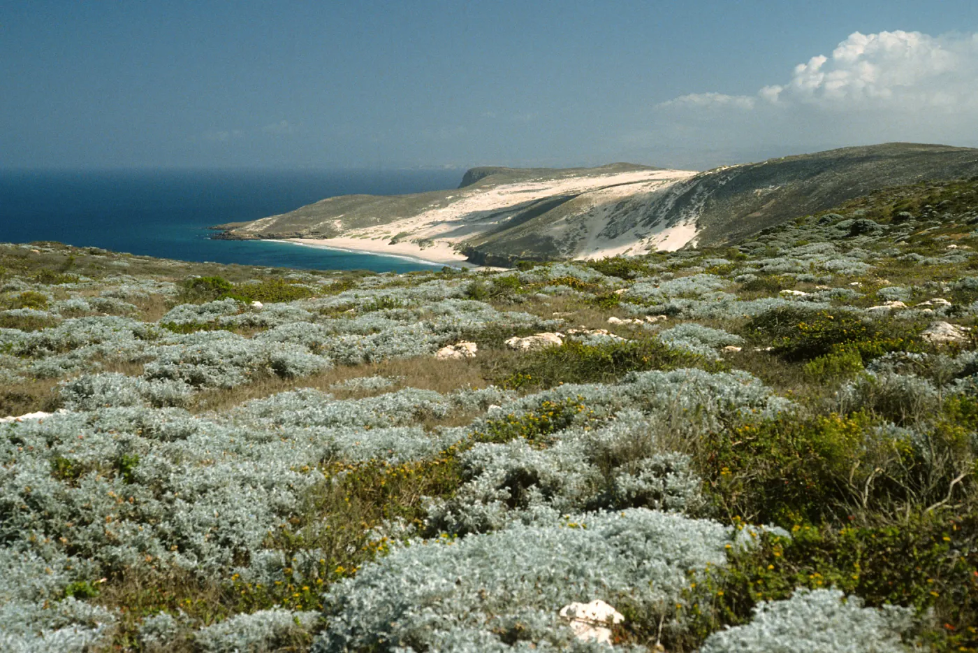 view of Cuyler Harbor, San Miguel Island