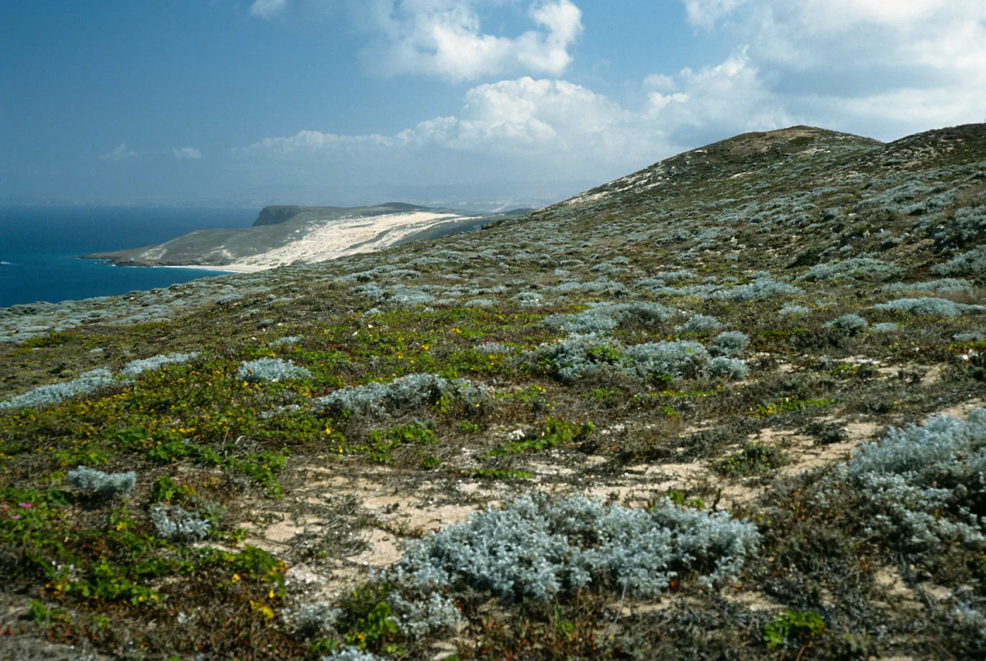view of Cuyler Harbor, San Miguel Island