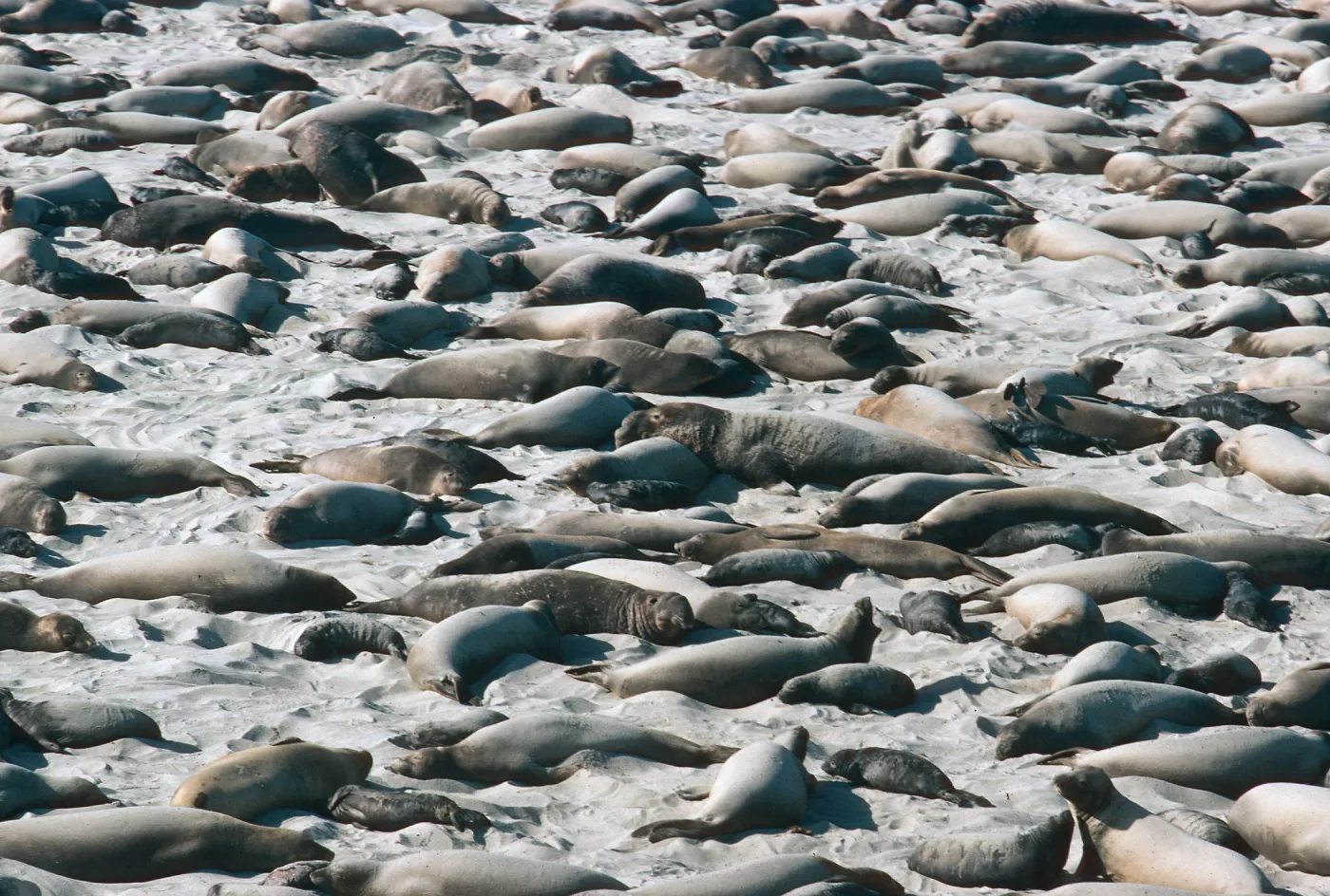 Elephant Seals, Point Bennett, San Miguel Island