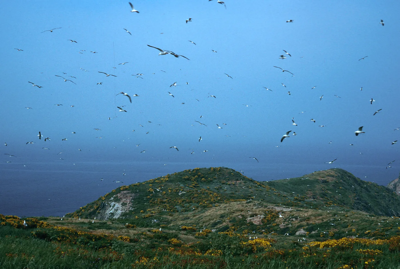 Western Gulls, terrace, Middle Anacapa Island
