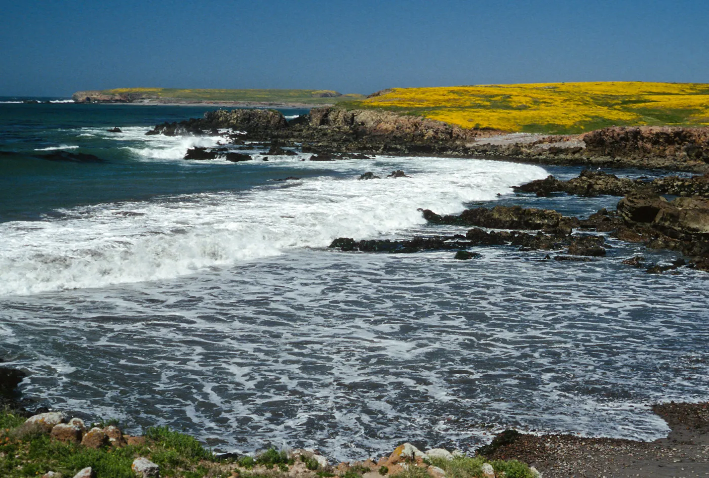 Lasthenia, Fraser Point, Santa Cruz Island