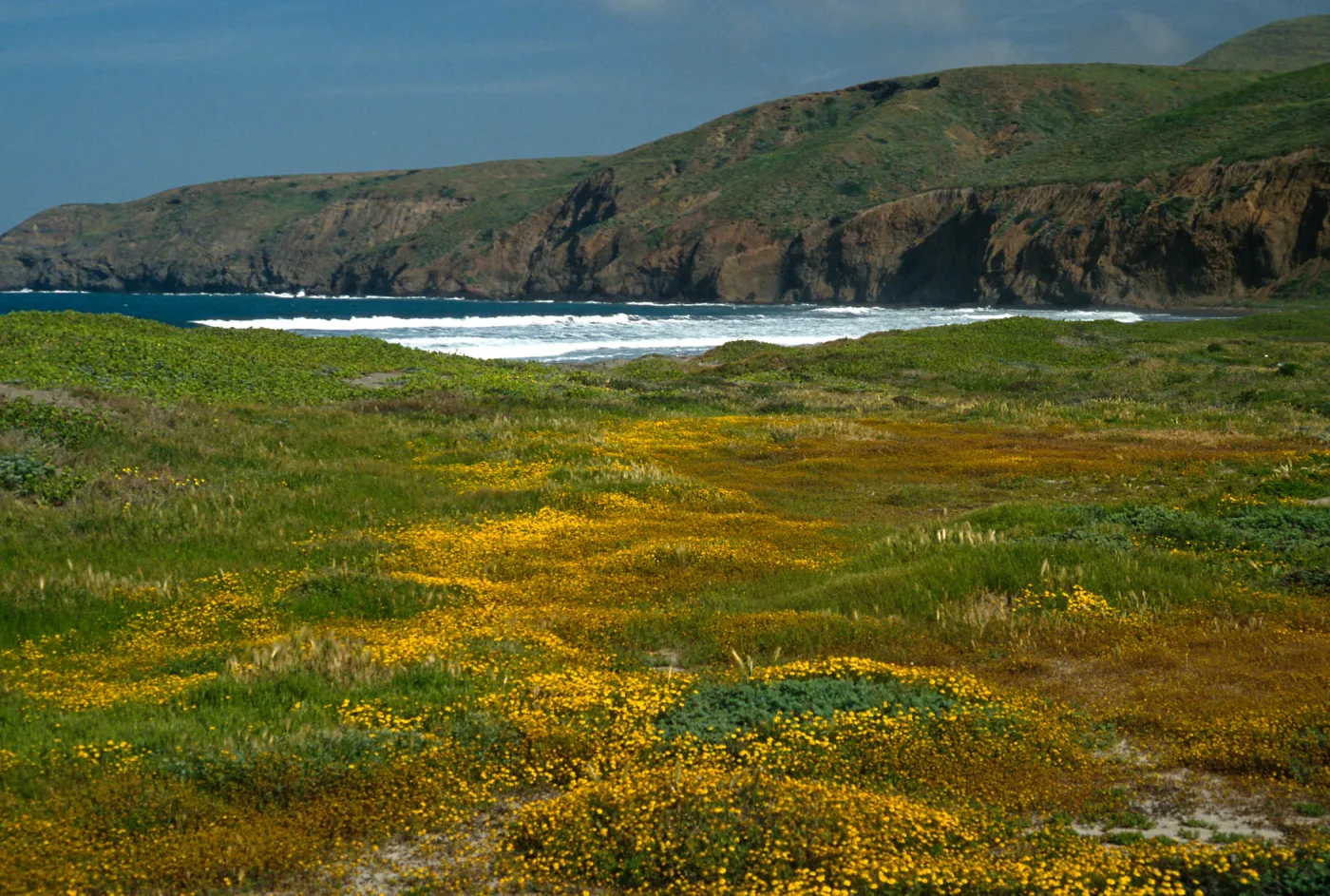 Lasthenia, Christy Beach, Santa Cruz Island