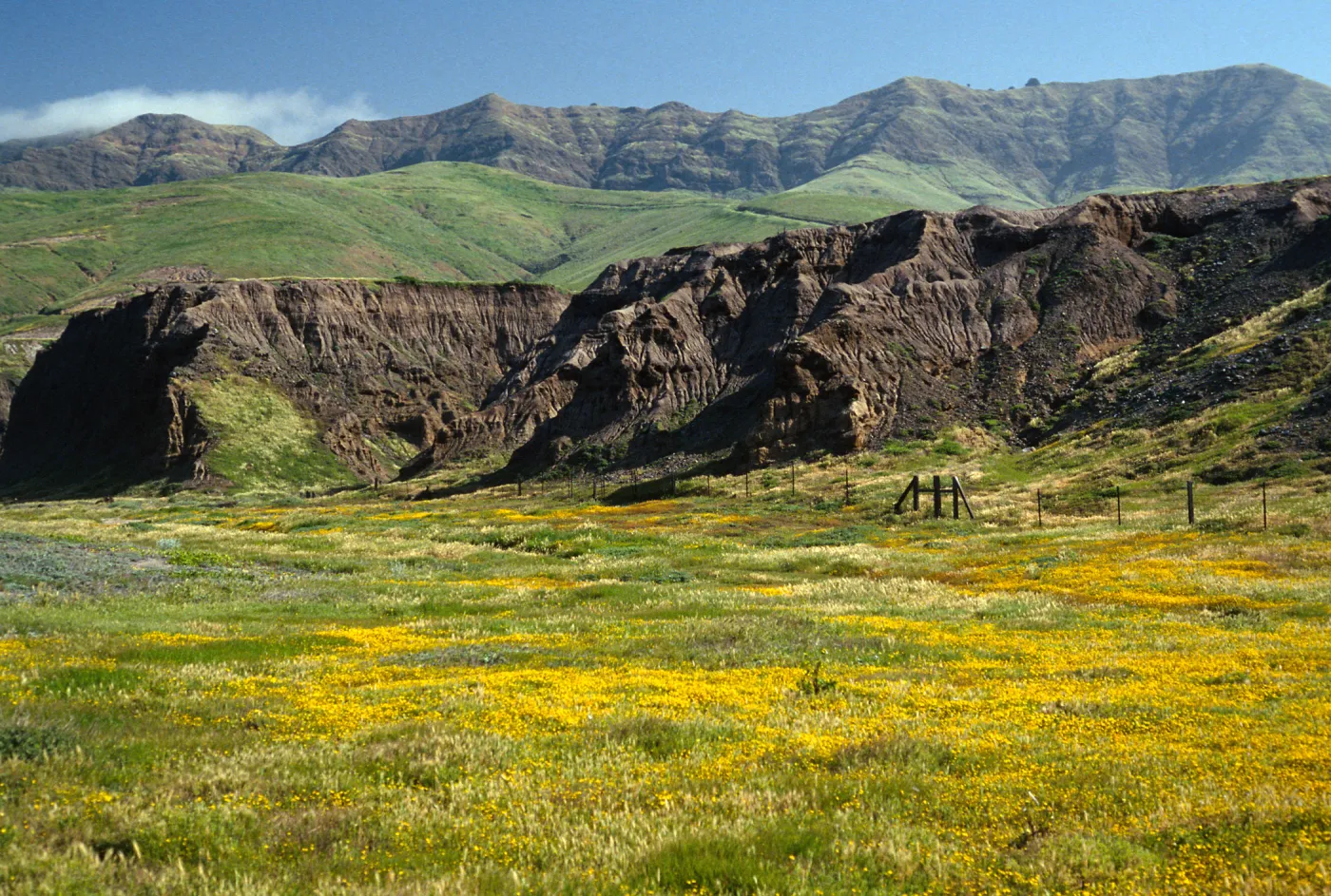 Lasthenia, Christy Beach, Santa Cruz Island