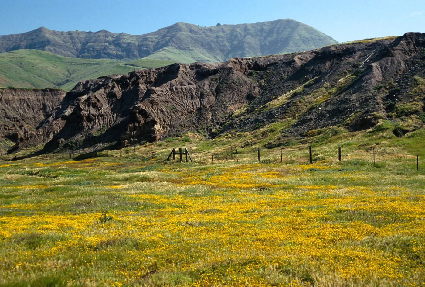 Lasthenia, Christy Beach, Santa Cruz Island