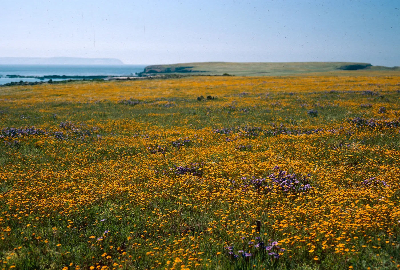 Lasthenia, Sisyrinchium, Fraser Point, Santa Cruz Island