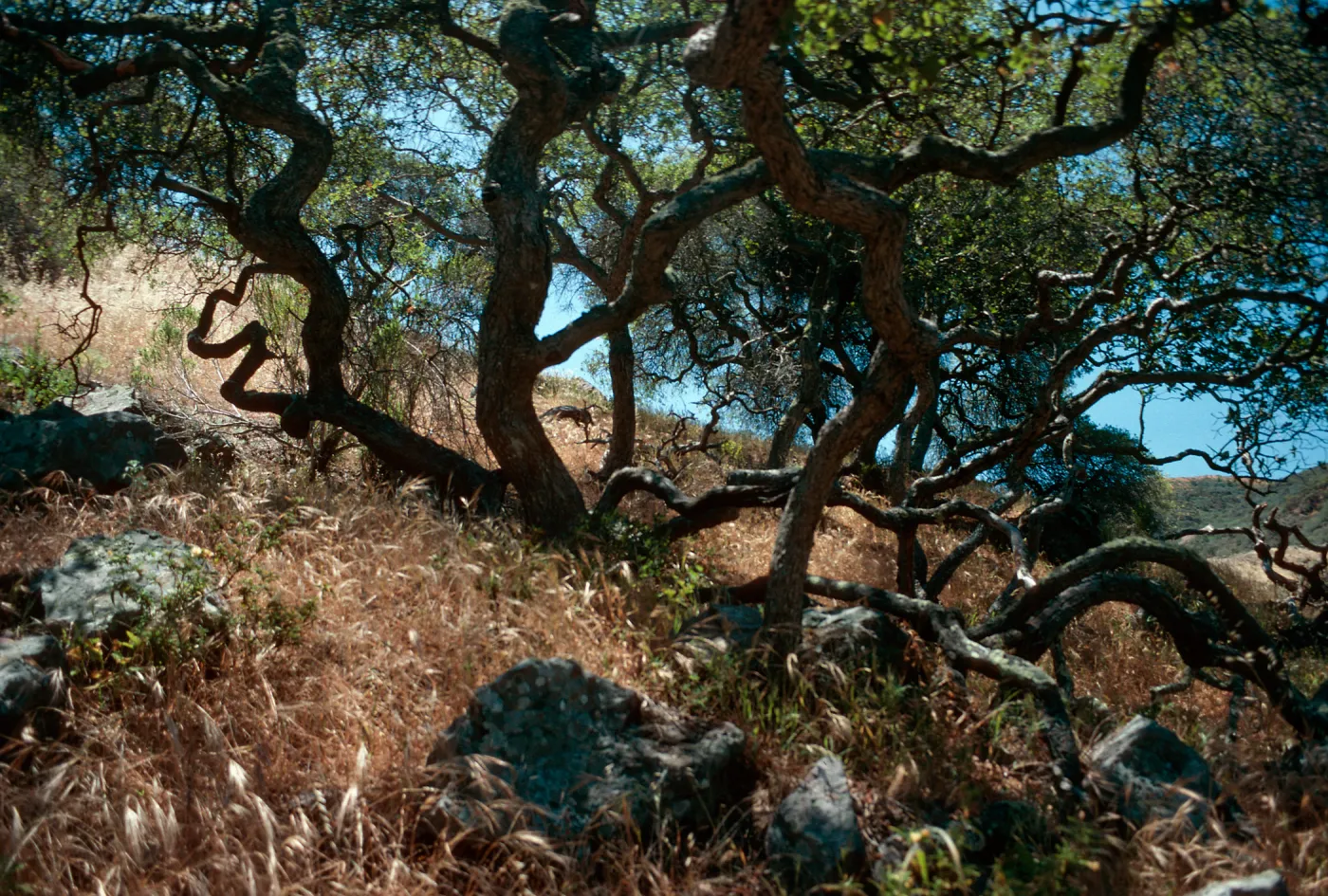 Quercus pacifica, Reparo Viejo Canyon, Santa Cruz Island
