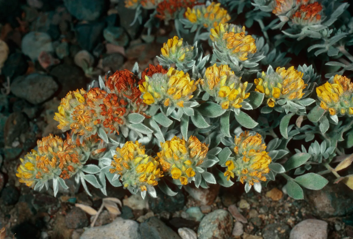 Lotus argophyllus niveus, Central Valley, near field station, Santa Cruz Island