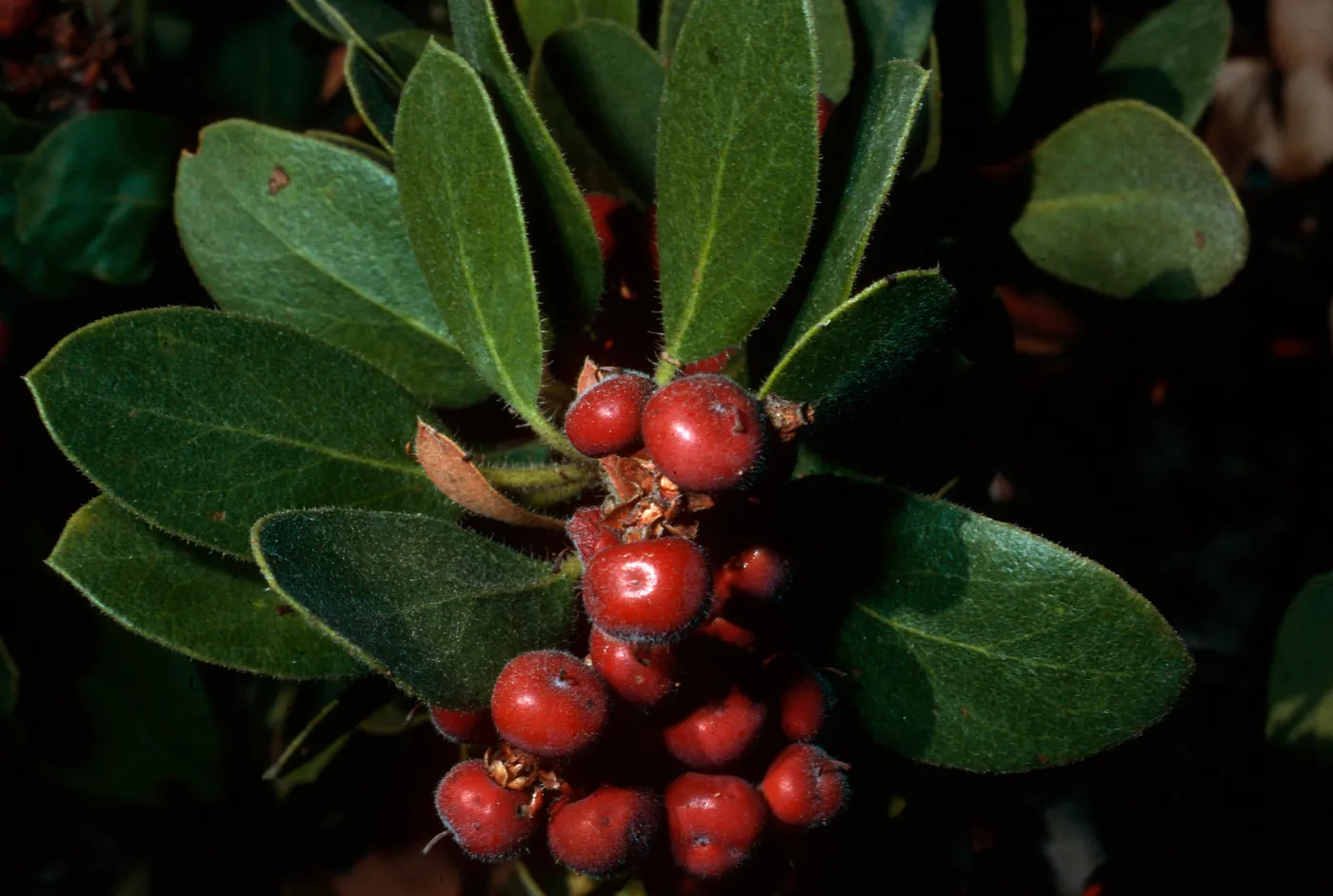 Arctostaphylos tomentosa subcordata, canyon East of Lagunitas Secas, Santa Cruz Island