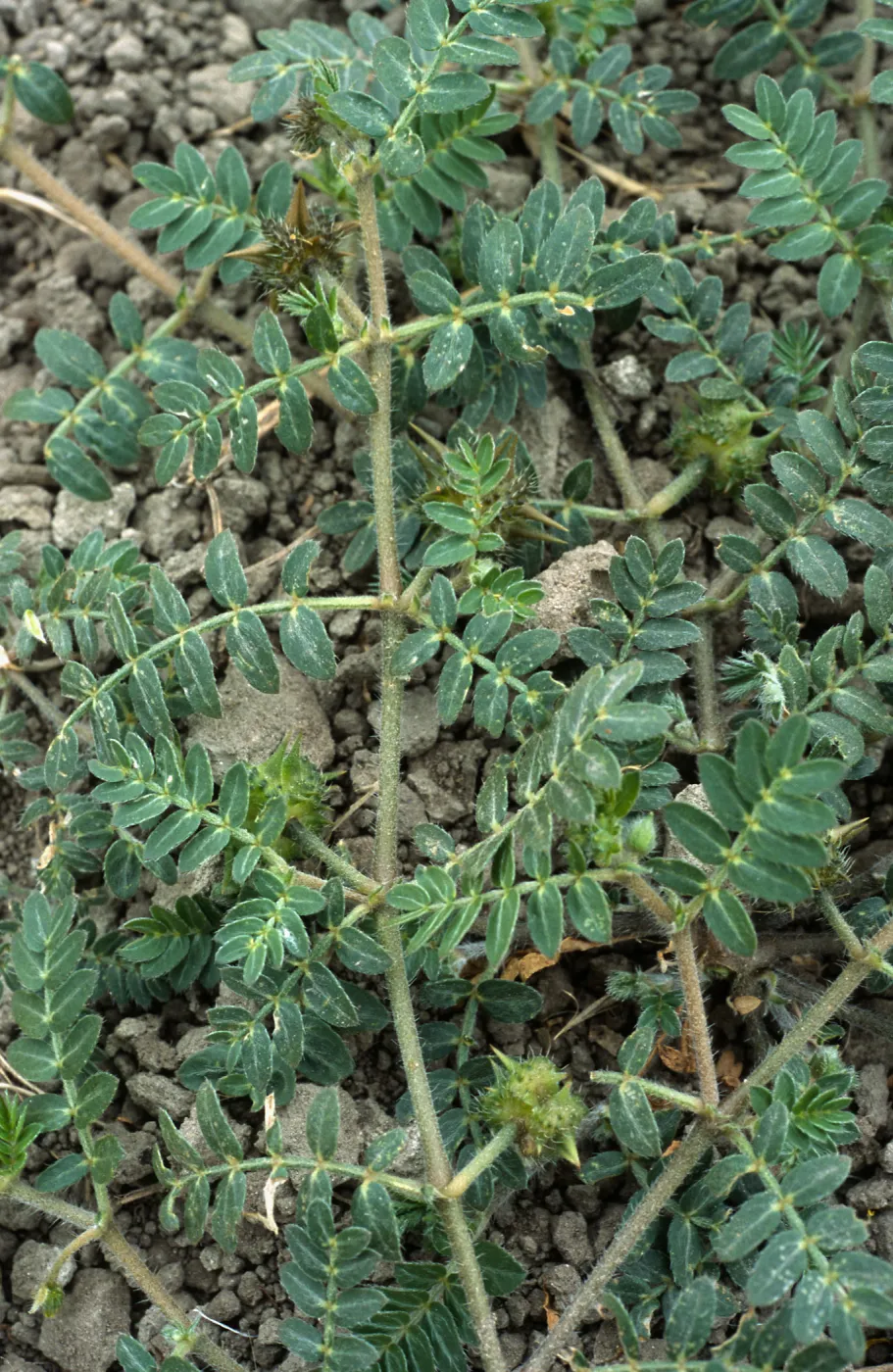 Seal Beach, Tribulus, Orange County