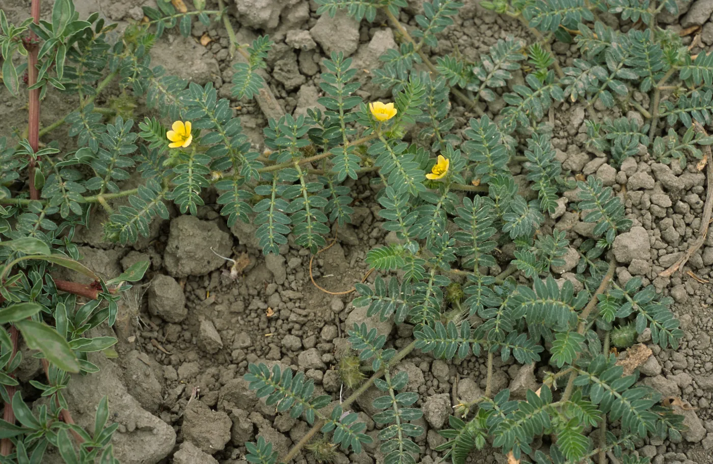 Seal Beach, Tribulus, Orange County