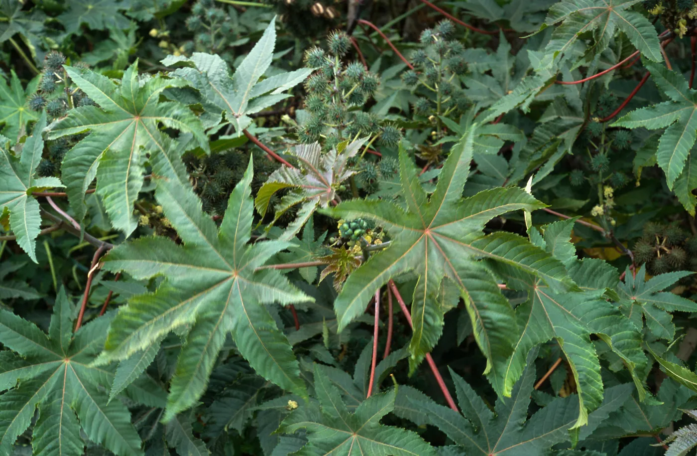 Ricinus communis, Seal Beach, Orange County