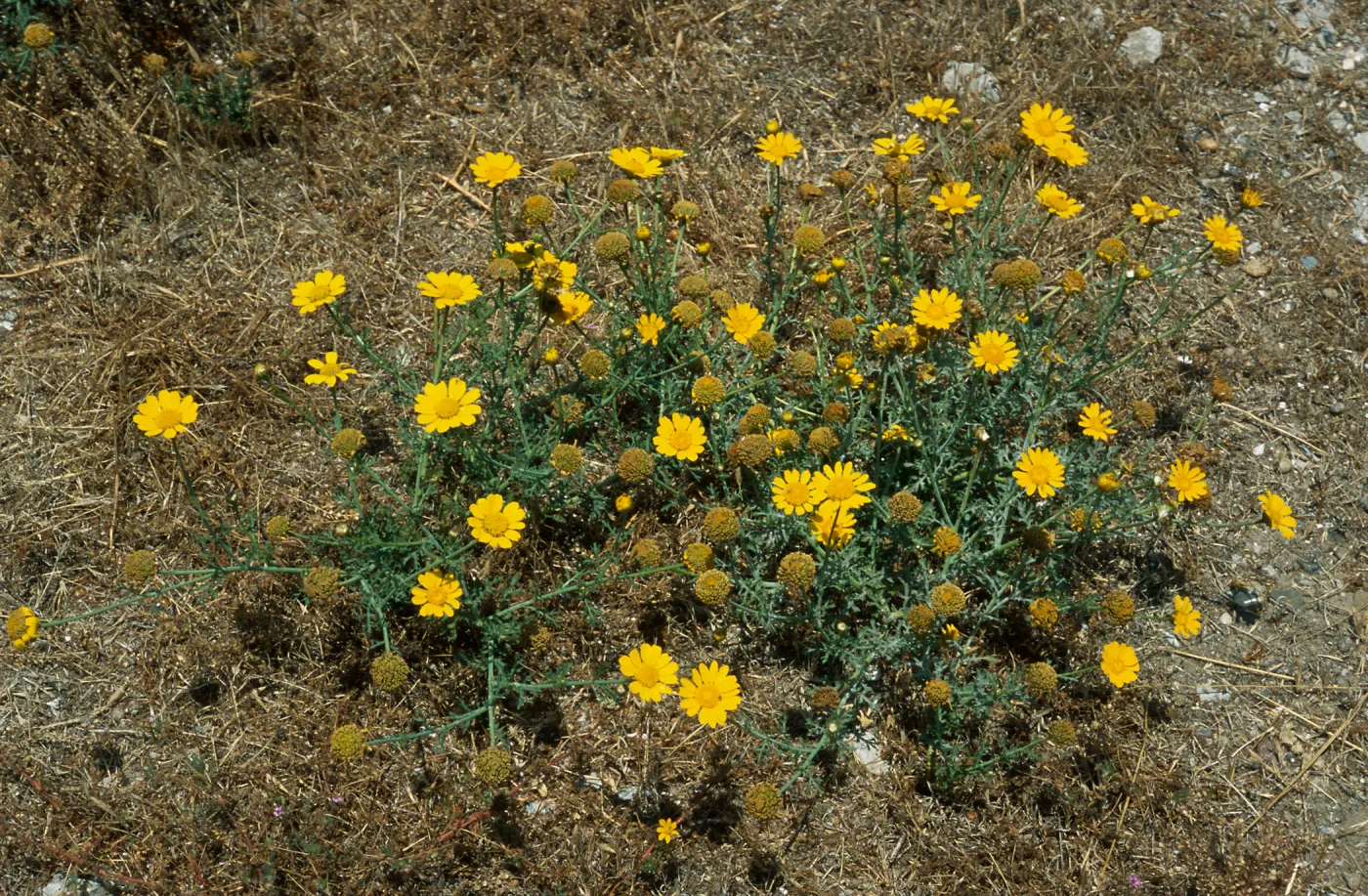 Chrysanthemum coronarium, North Island, San Diego County