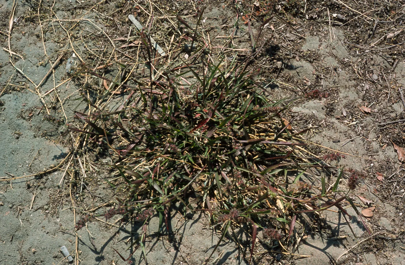 Cenchrus, North Island, San Diego County