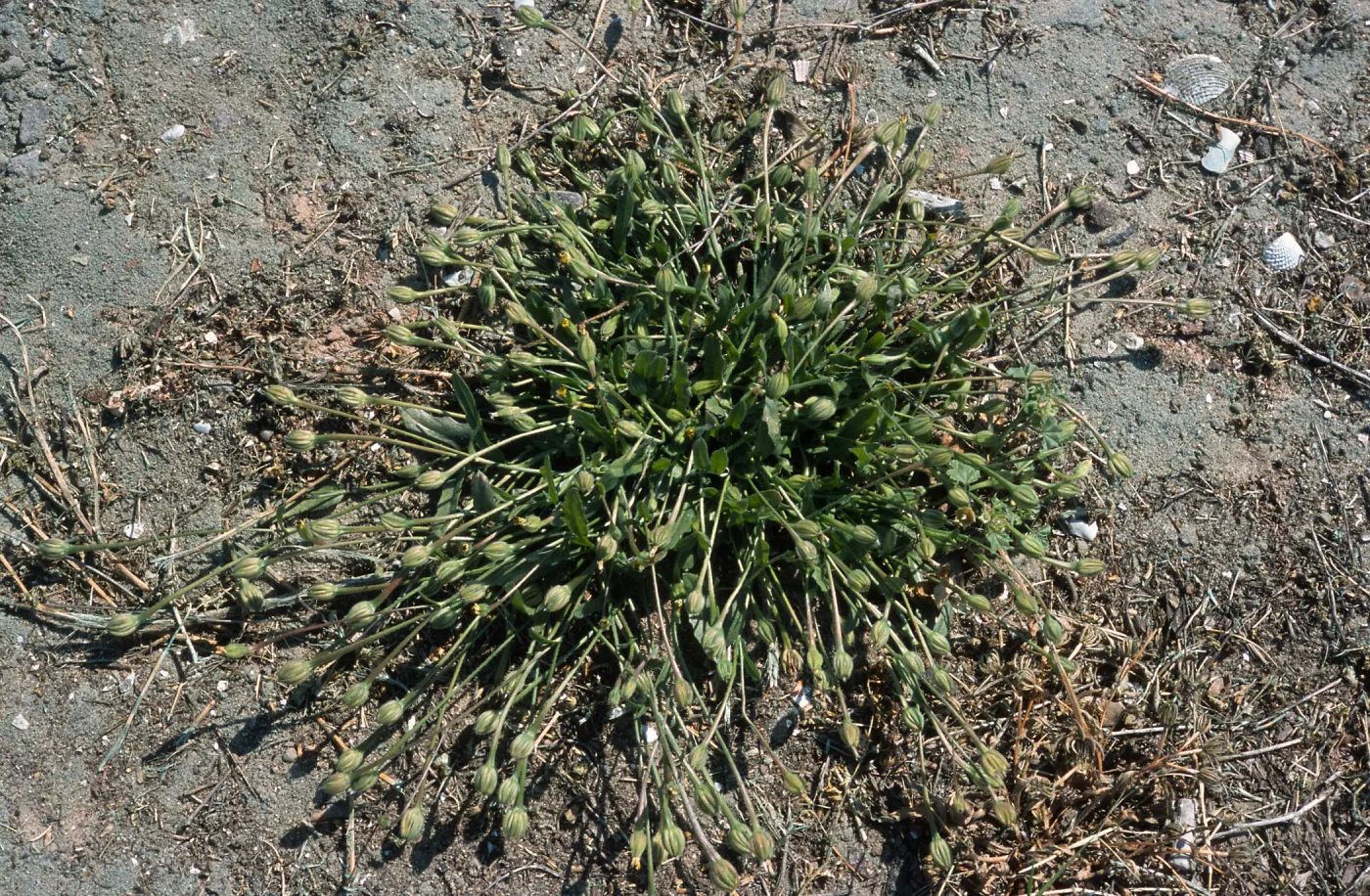 Hedypnois cretica, North Island, San Diego County