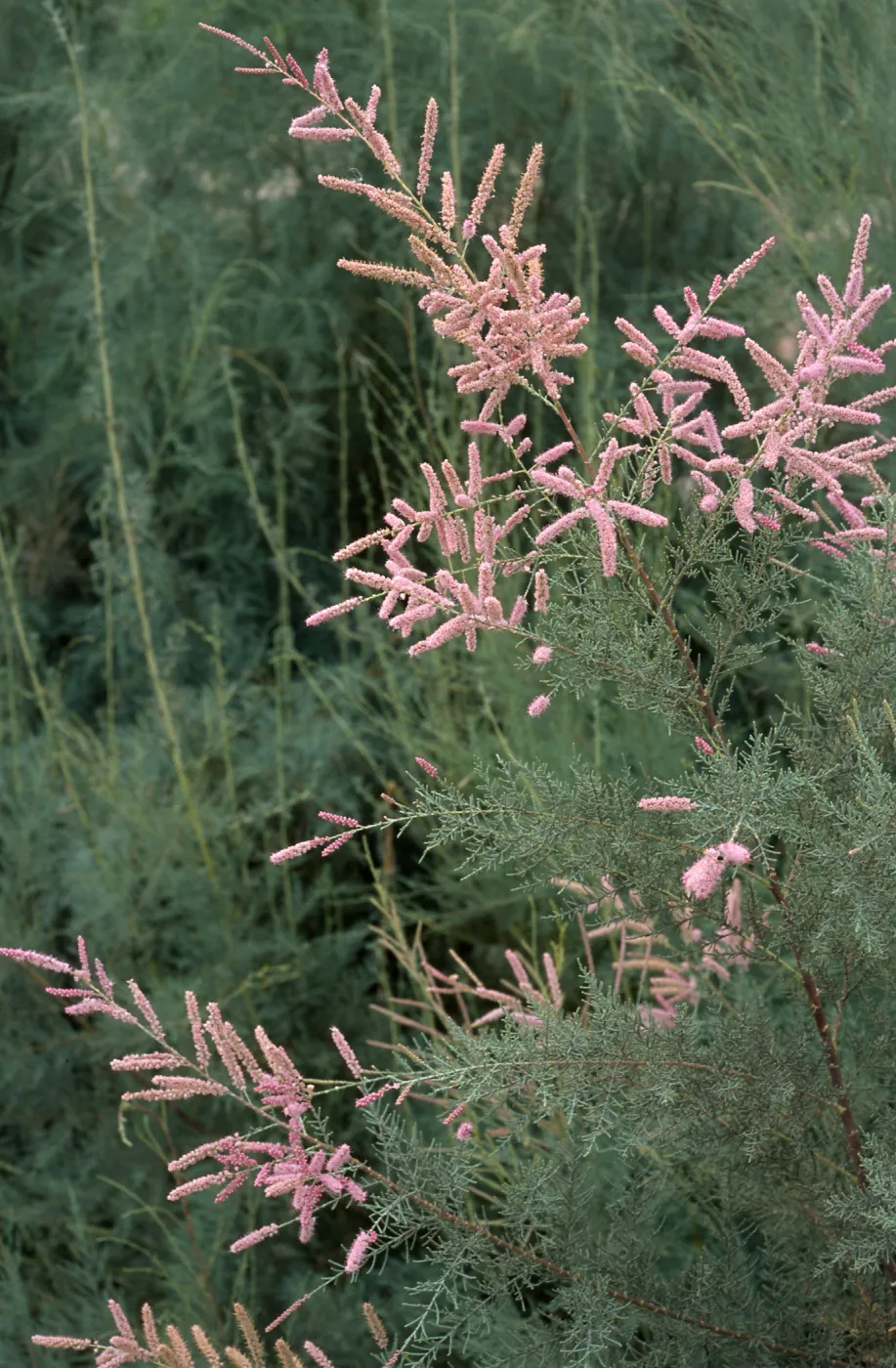 Tamarix ramosissima, El Centro, Imperial County