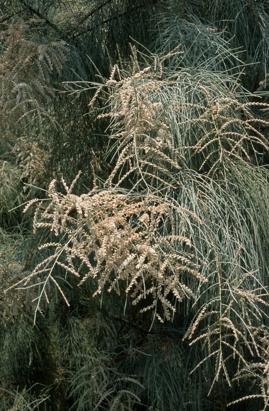 Tamarix aphylla, El Centro, Imperial County