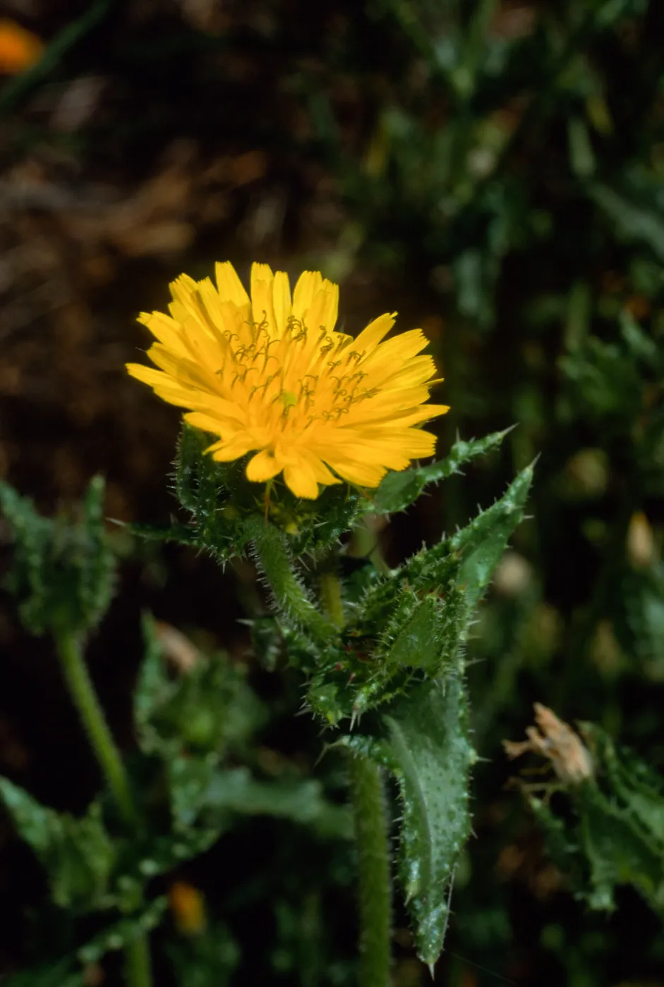 Picris echioides, Santa Barbara Botanic Garden