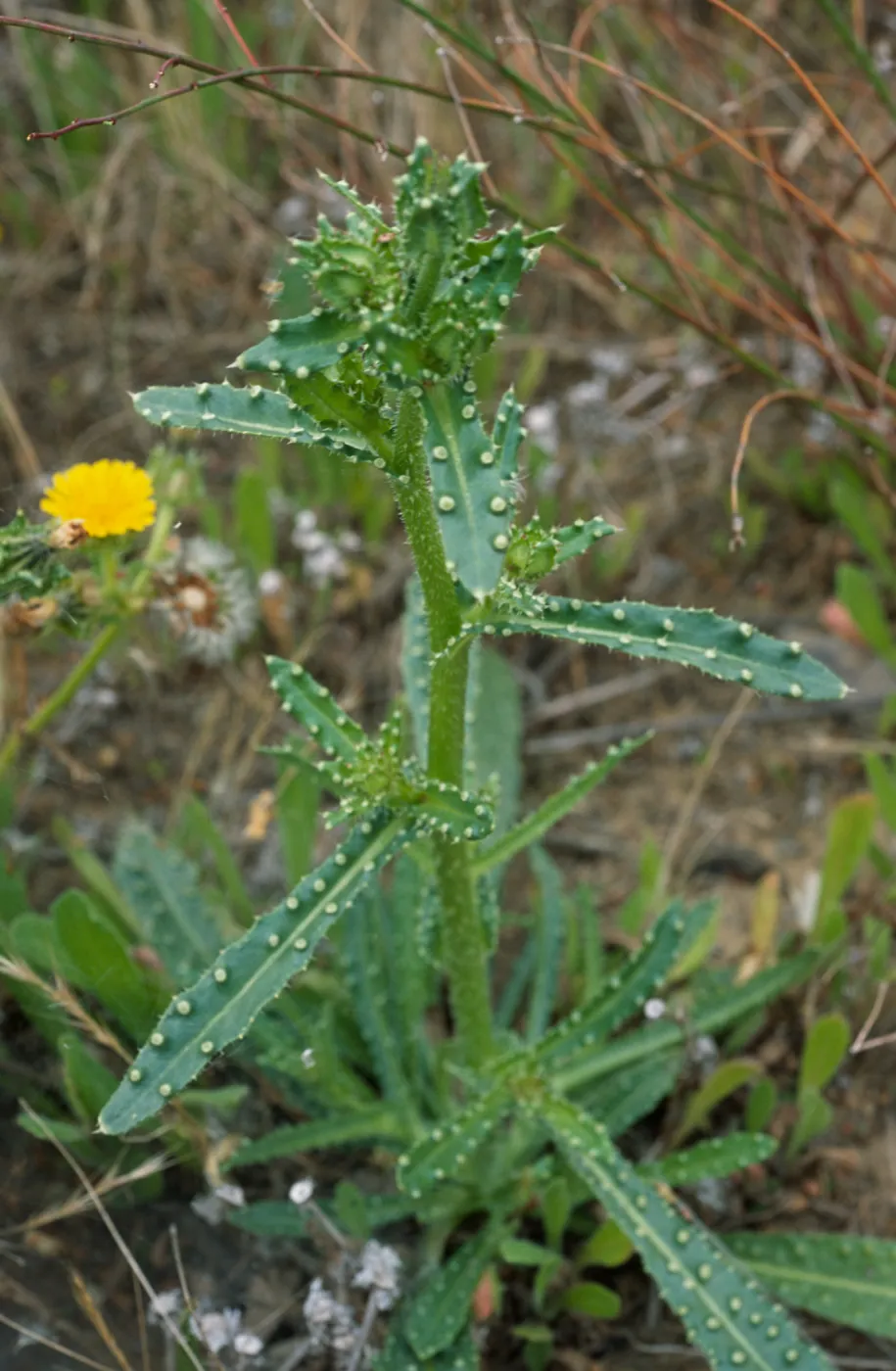 Picris, Point Loma, San Diego County