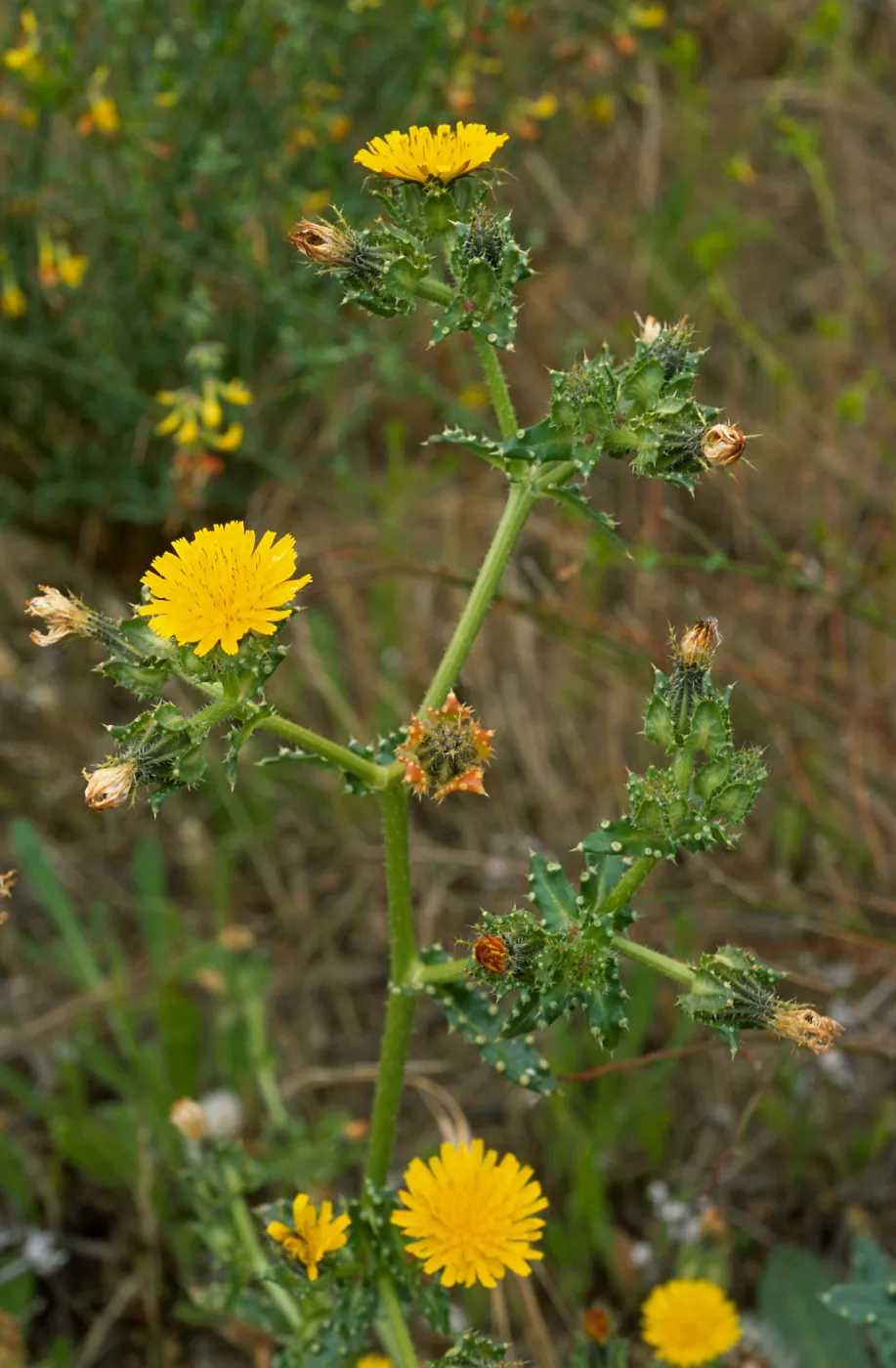 Picris, Point Loma, San Diego County